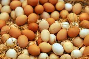 白壳蛋、棕壳蛋和有机蛋，哪种鸡蛋更环保？