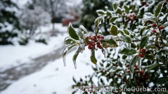 冻雨来了 明天早高峰蒙特利尔出行将会困难